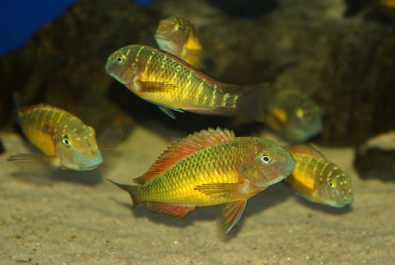 Tropheus moorii 'Kasanga'
